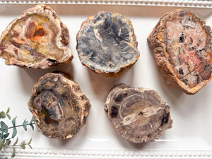 Petrified Wood Limb Cast || Madagascar