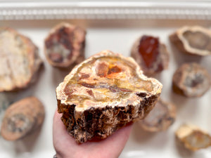 Petrified Wood Limb Cast || Madagascar