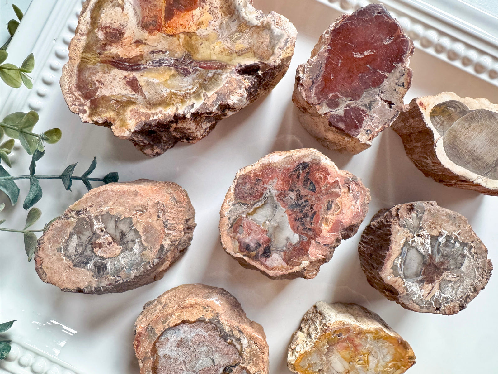 Petrified Wood Limb Cast || Madagascar