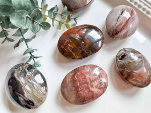 Petrified Wood Palm Stone