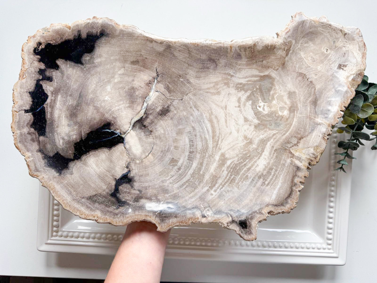 Petrified Wood Plate Indonesia