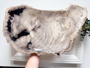 Petrified Wood Plate Indonesia