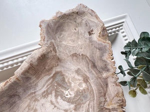 Petrified Wood Plate Indonesia