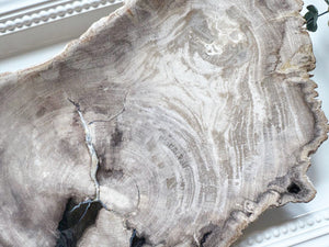 Petrified Wood Plate Indonesia