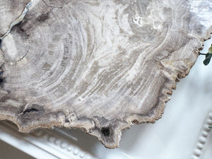 Petrified Wood Plate Indonesia