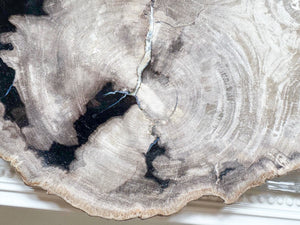 Petrified Wood Plate Indonesia