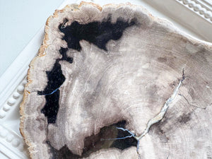 Petrified Wood Plate Indonesia