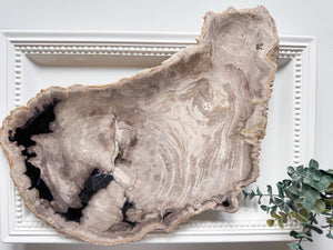 Petrified Wood Plate Indonesia