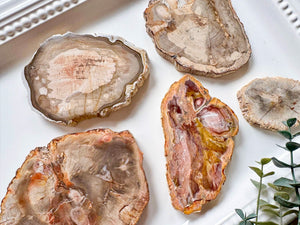 Petrified Wood Raw & Polished Slice