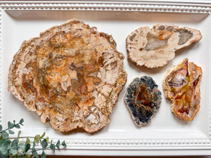 Petrified Wood Raw & Polished Slice