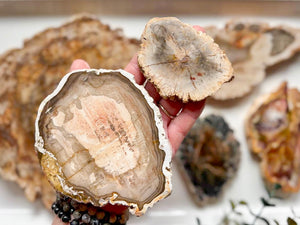 Petrified Wood Raw & Polished Slice