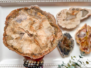 Petrified Wood Raw & Polished Slice