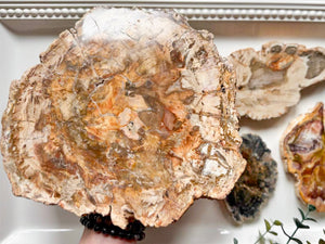 Petrified Wood Raw & Polished Slice