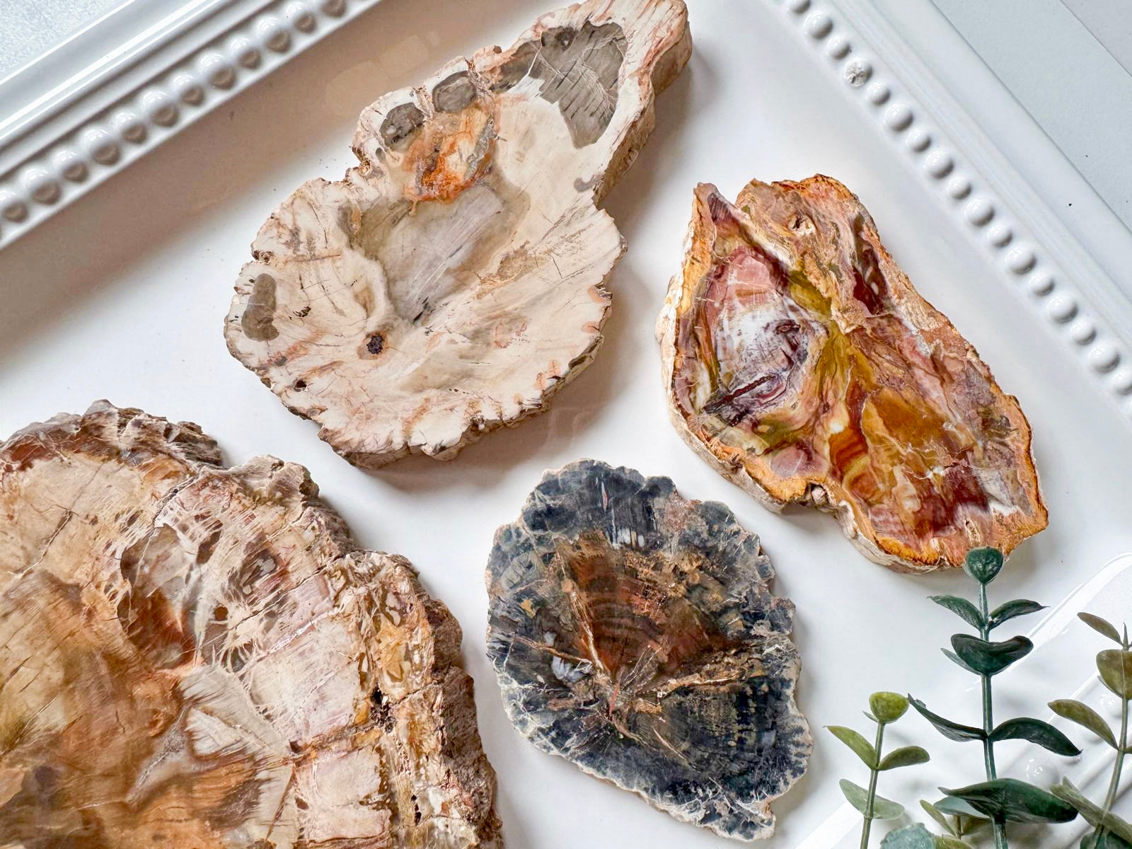 Petrified Wood Raw & Polished Slice