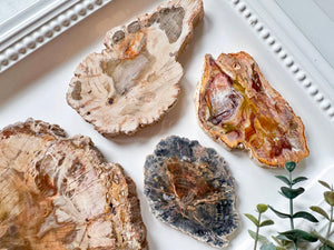 Petrified Wood Raw & Polished Slice