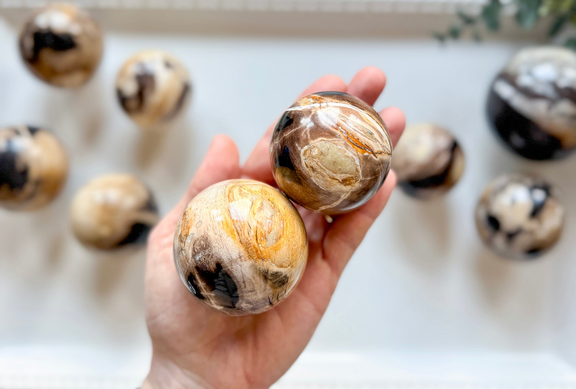 Petrified Wood Sphere || Indonesia