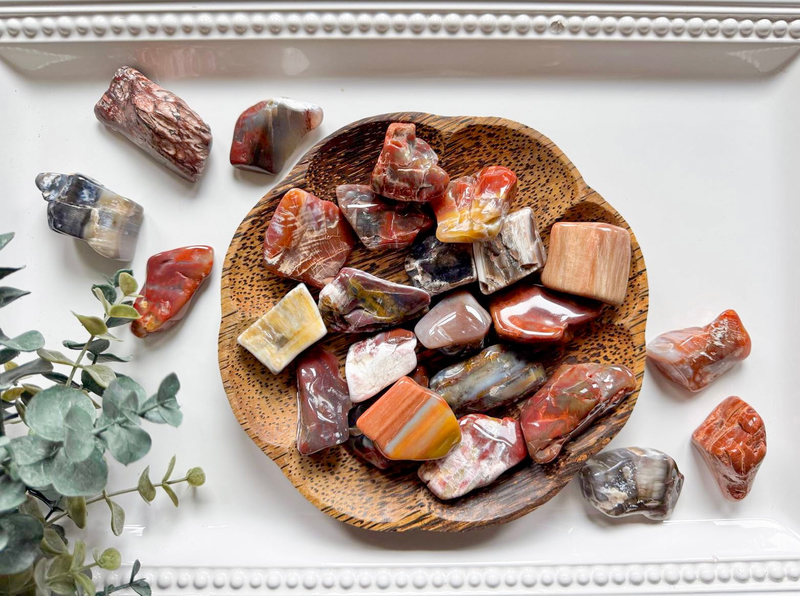 Petrified Wood Tumbled Raw Pieces || Arizona