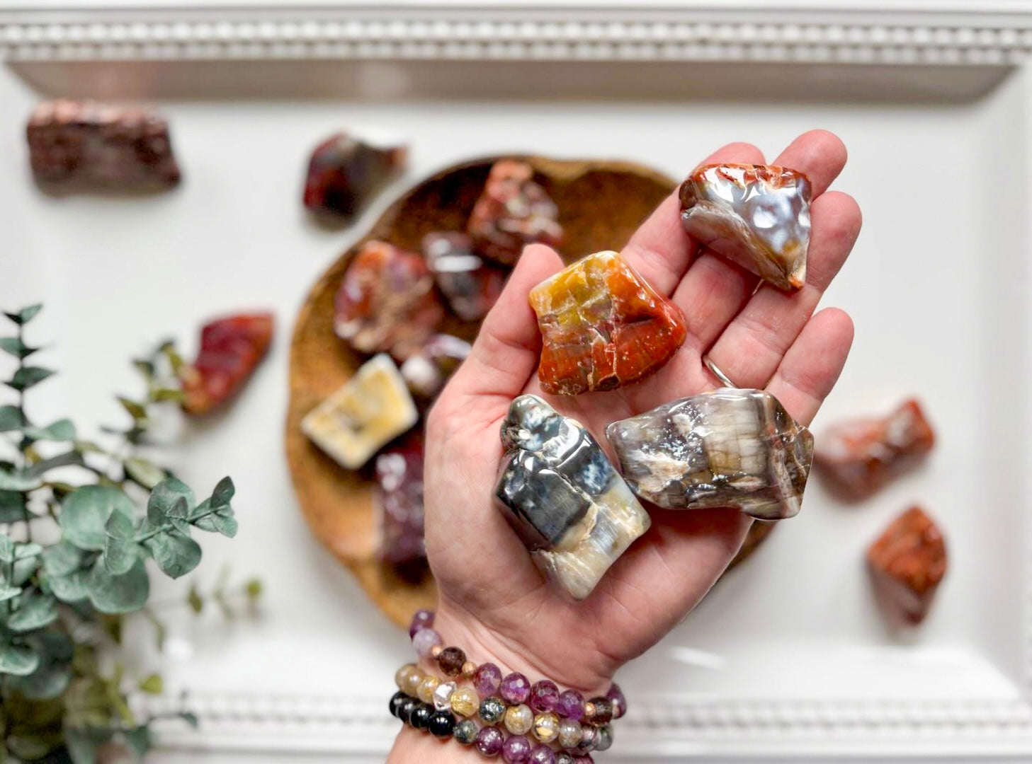 Petrified Wood Tumbled Raw Pieces || Arizona