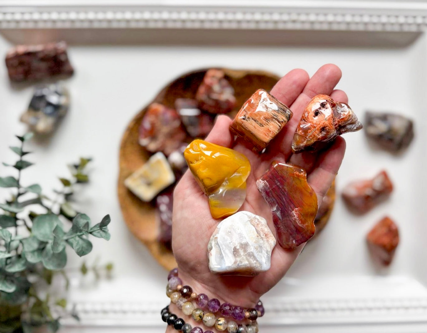 Petrified Wood Tumbled Raw Pieces || Arizona