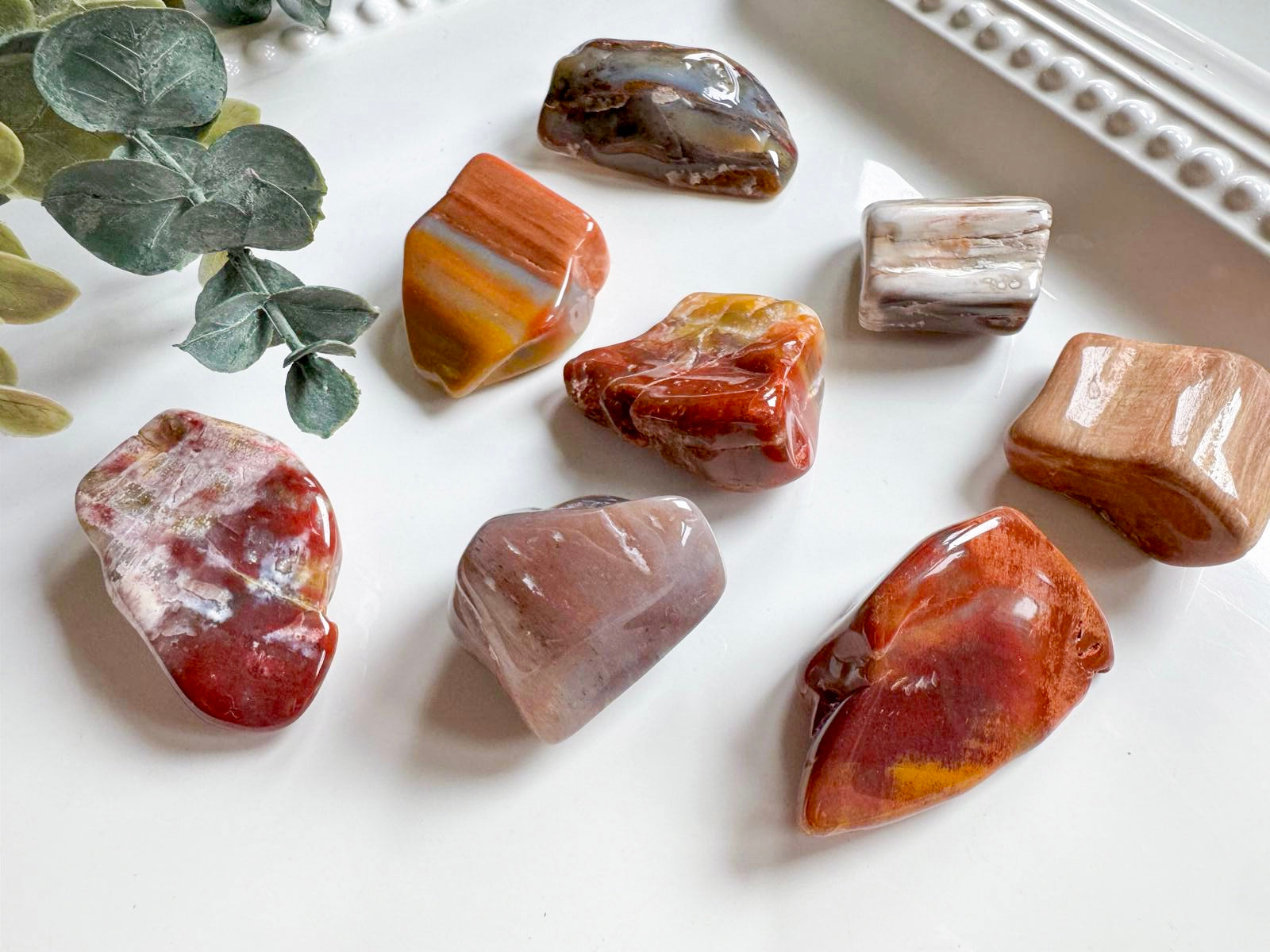 Petrified Wood Tumbled Raw Pieces || Arizona