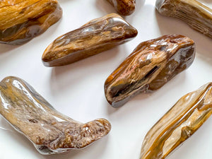 Petrified Wood Tumbled Raw Pieces || South Dakota