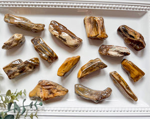 Petrified Wood Tumbled Raw Pieces || South Dakota