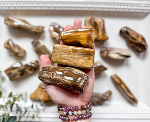 Petrified Wood Tumbled Raw Pieces || South Dakota
