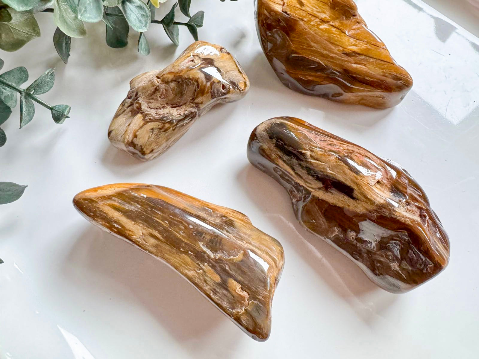 Petrified Wood Tumbled Raw Pieces || South Dakota