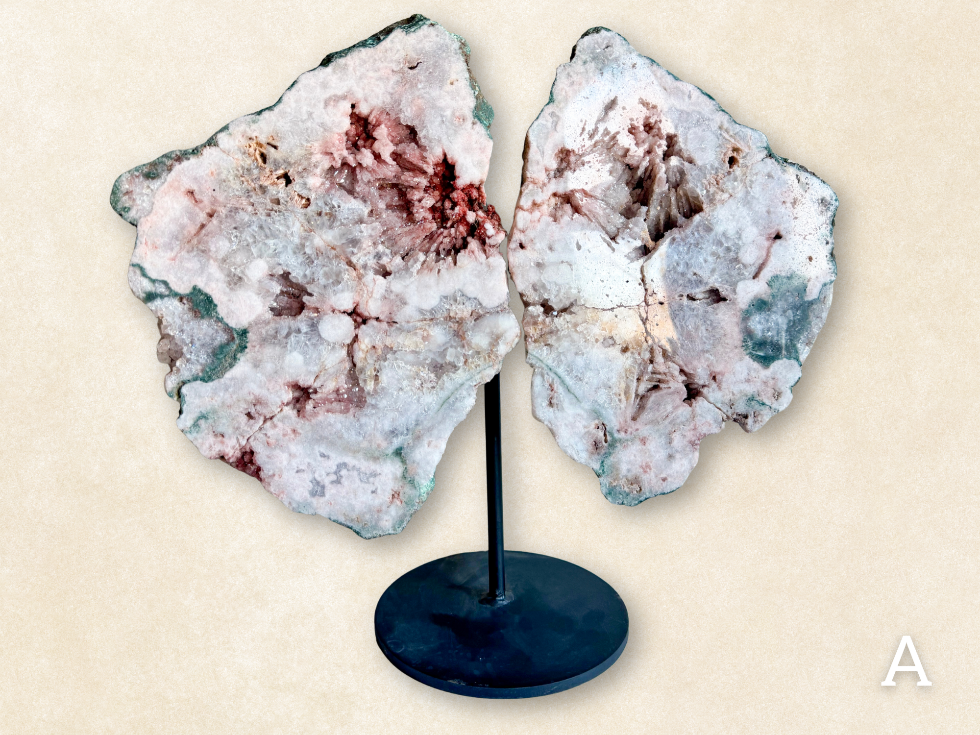 Collector's Corner - Angelic Roots