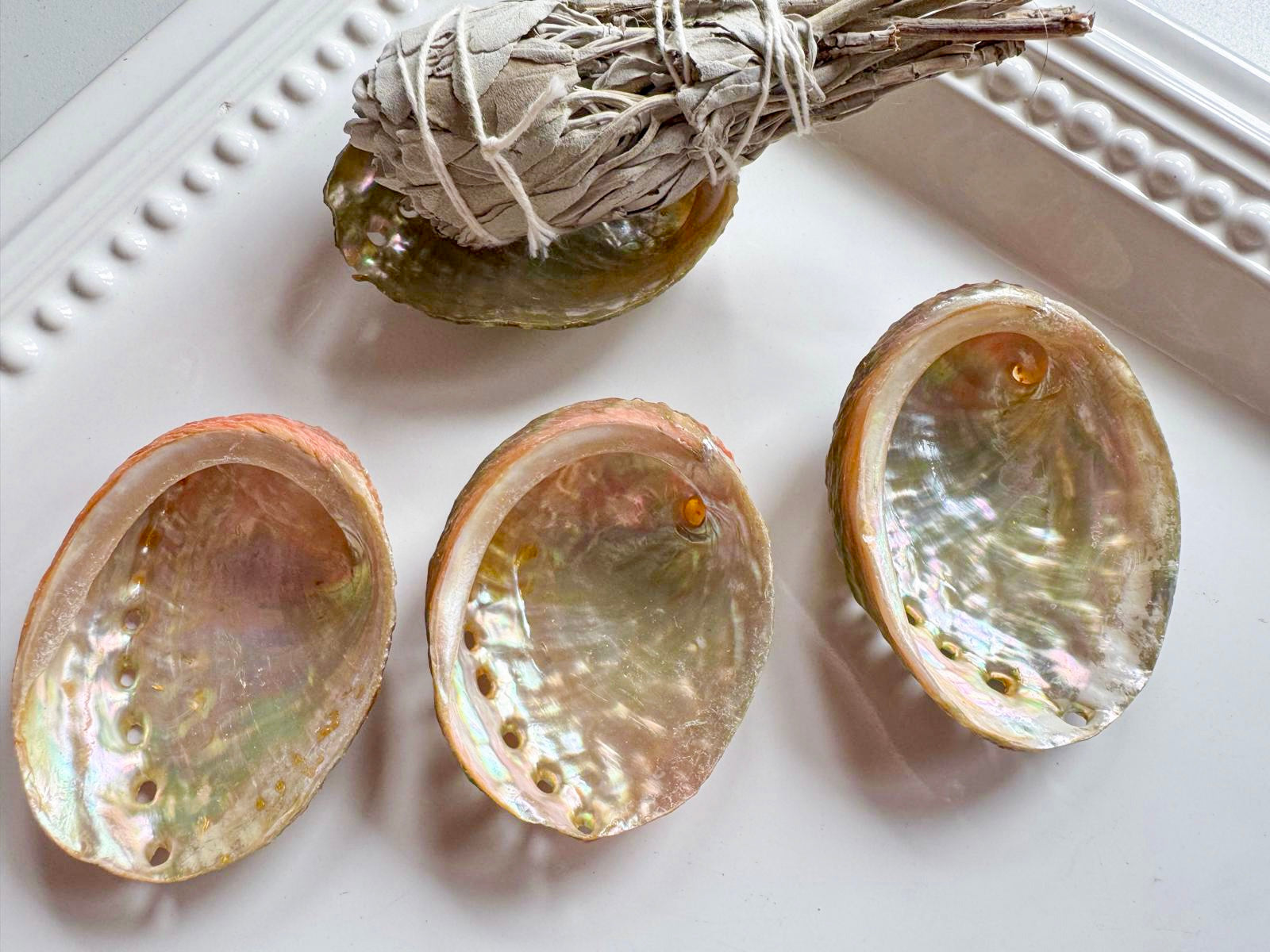 Red Abalone Shell || Mini