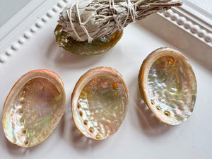 Red Abalone Shell || Mini
