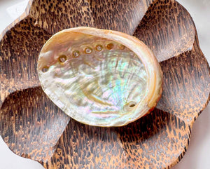 Red Abalone Shell || Mini
