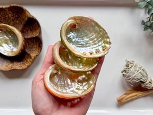 Red Abalone Shell || Mini