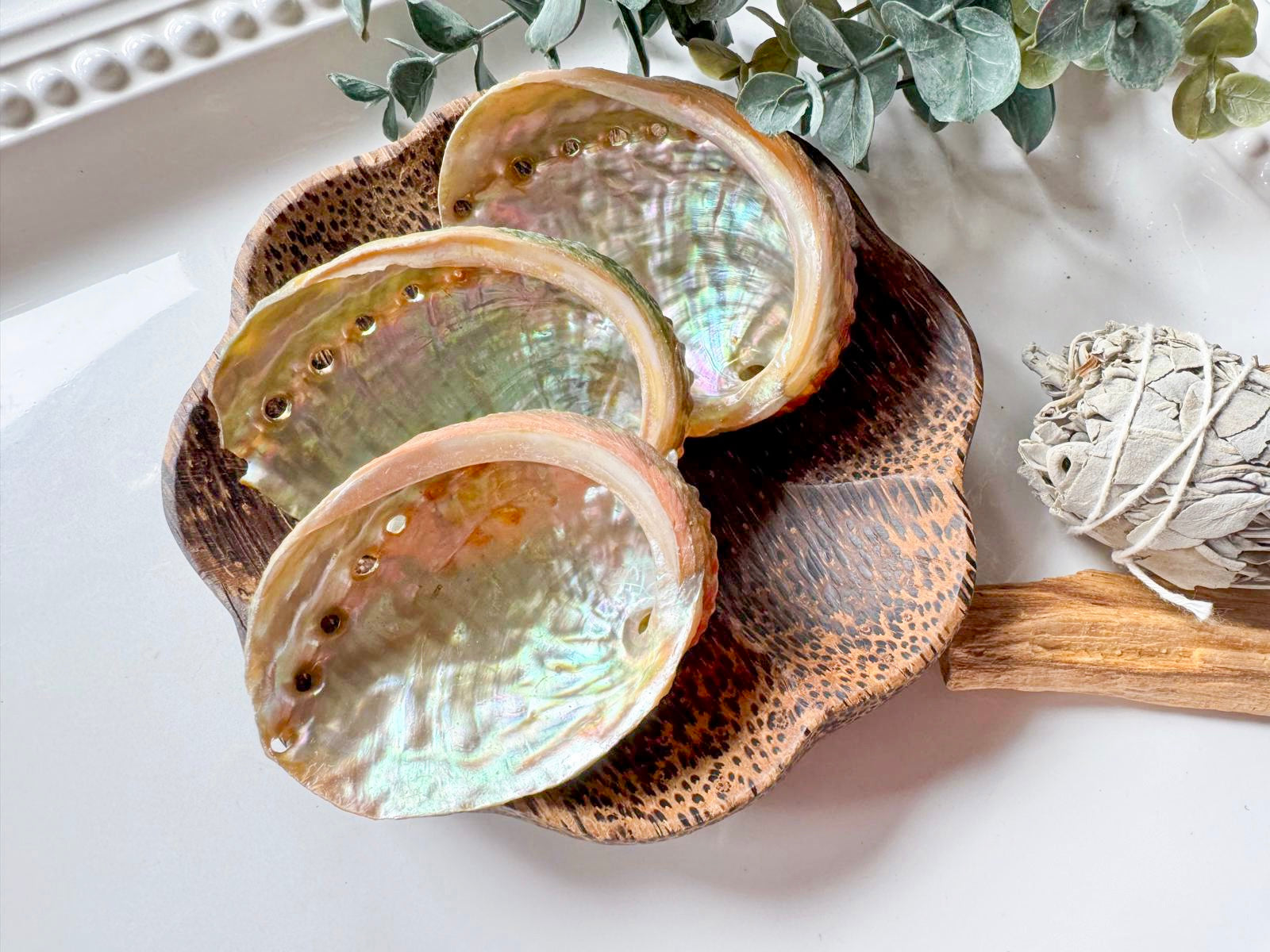 Red Abalone Shell || Mini