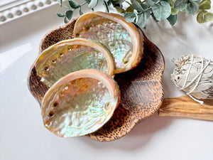 Red Abalone Shell || Mini