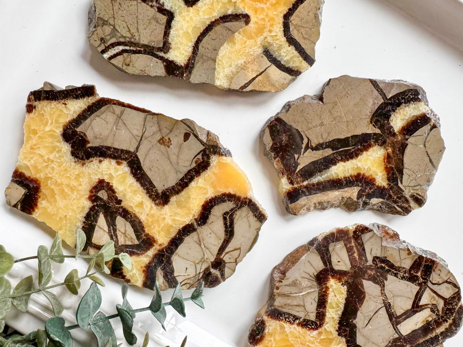Septarian Slab