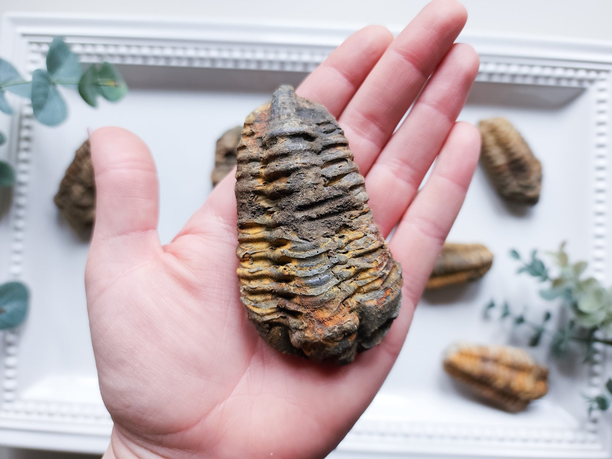 Trilobite Fossil