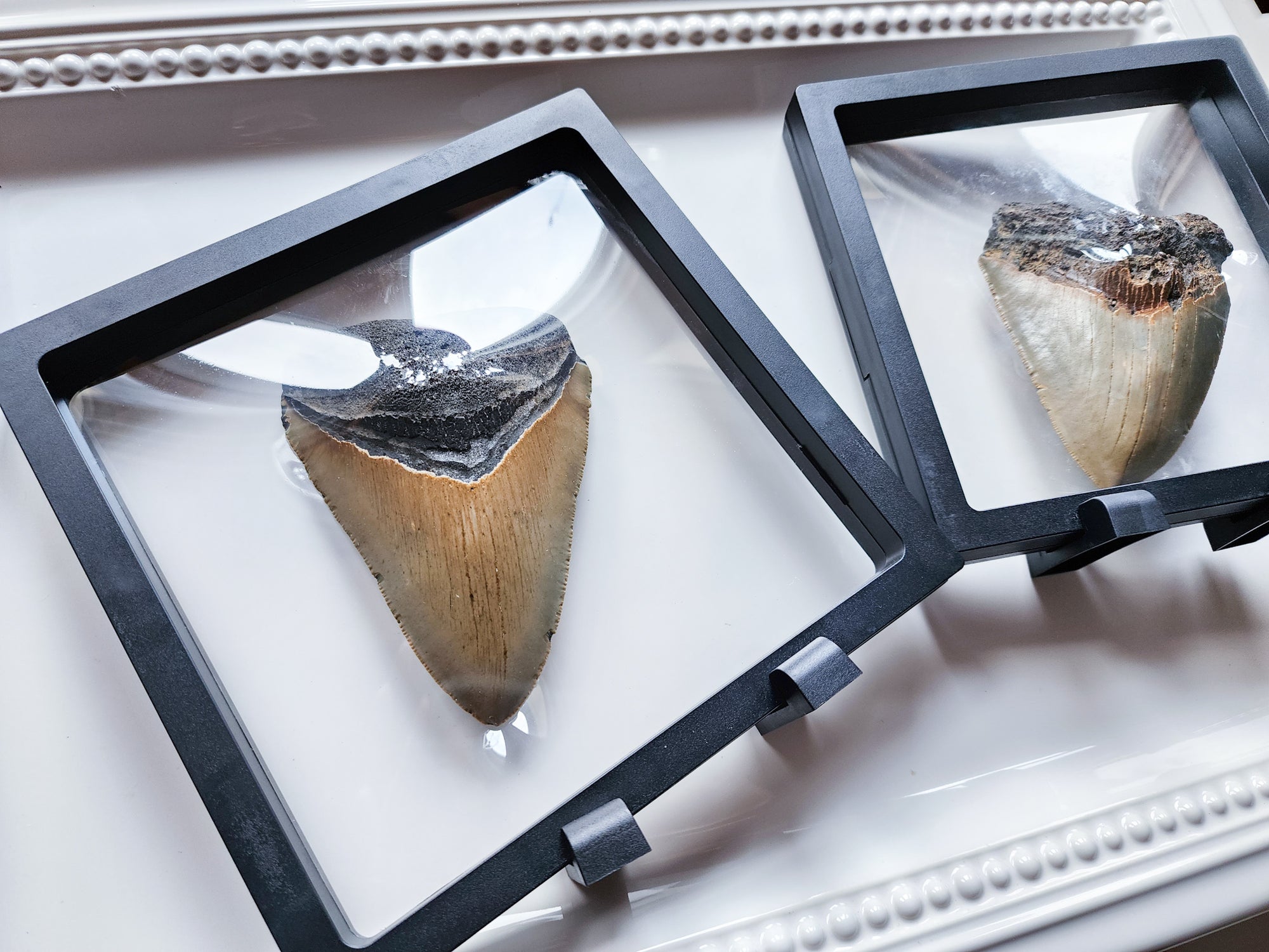 Megalodon Fossil Shark Tooth