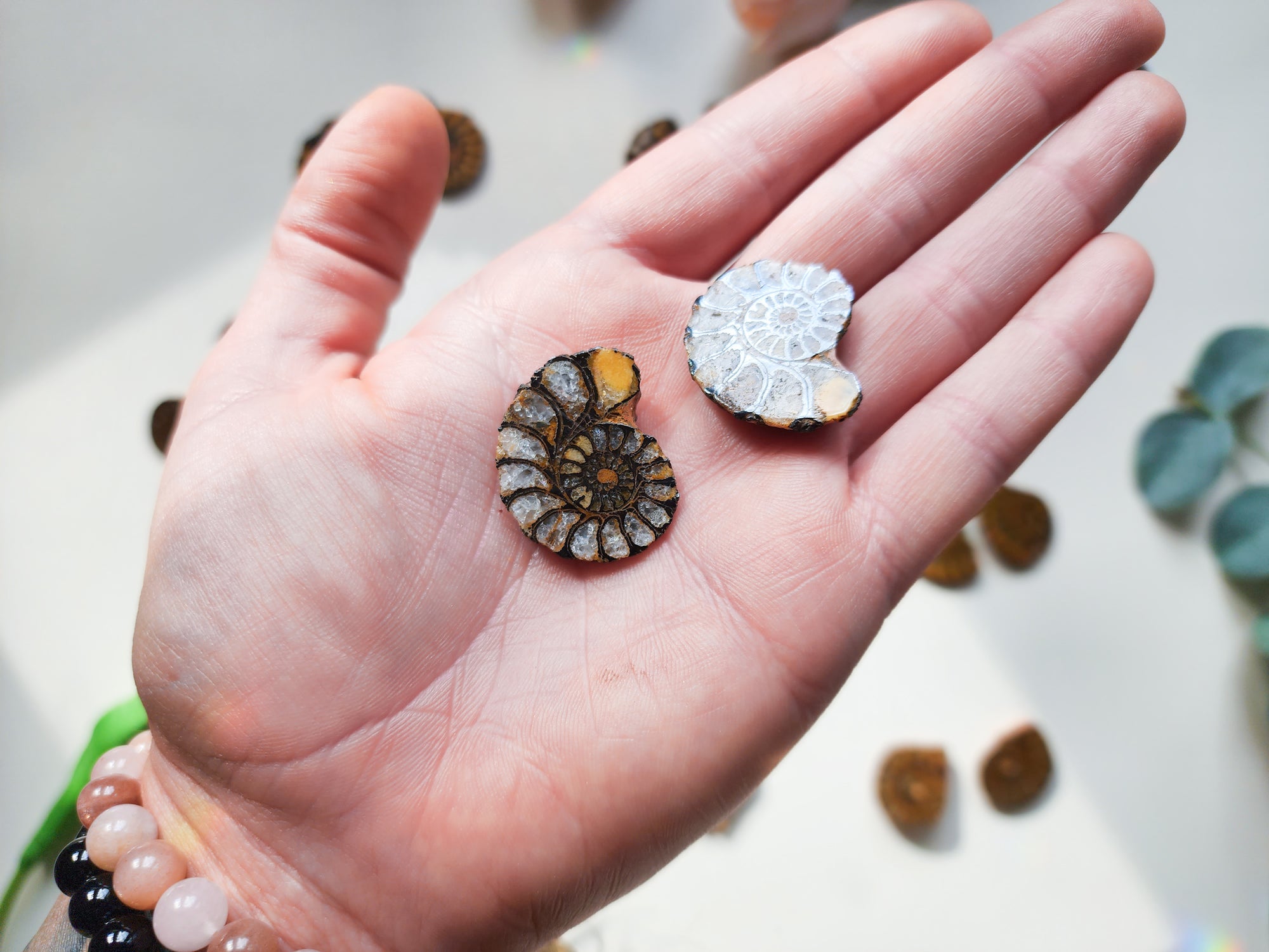 Ammonite with Hematite Fossil Pair
