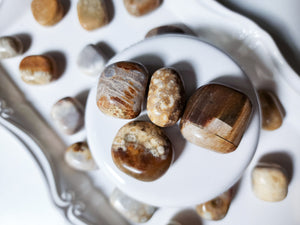 Fossilized Coral Tumbled Stone