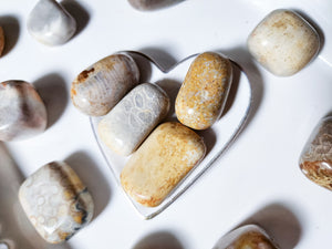 Fossilized Coral Tumbled Stone