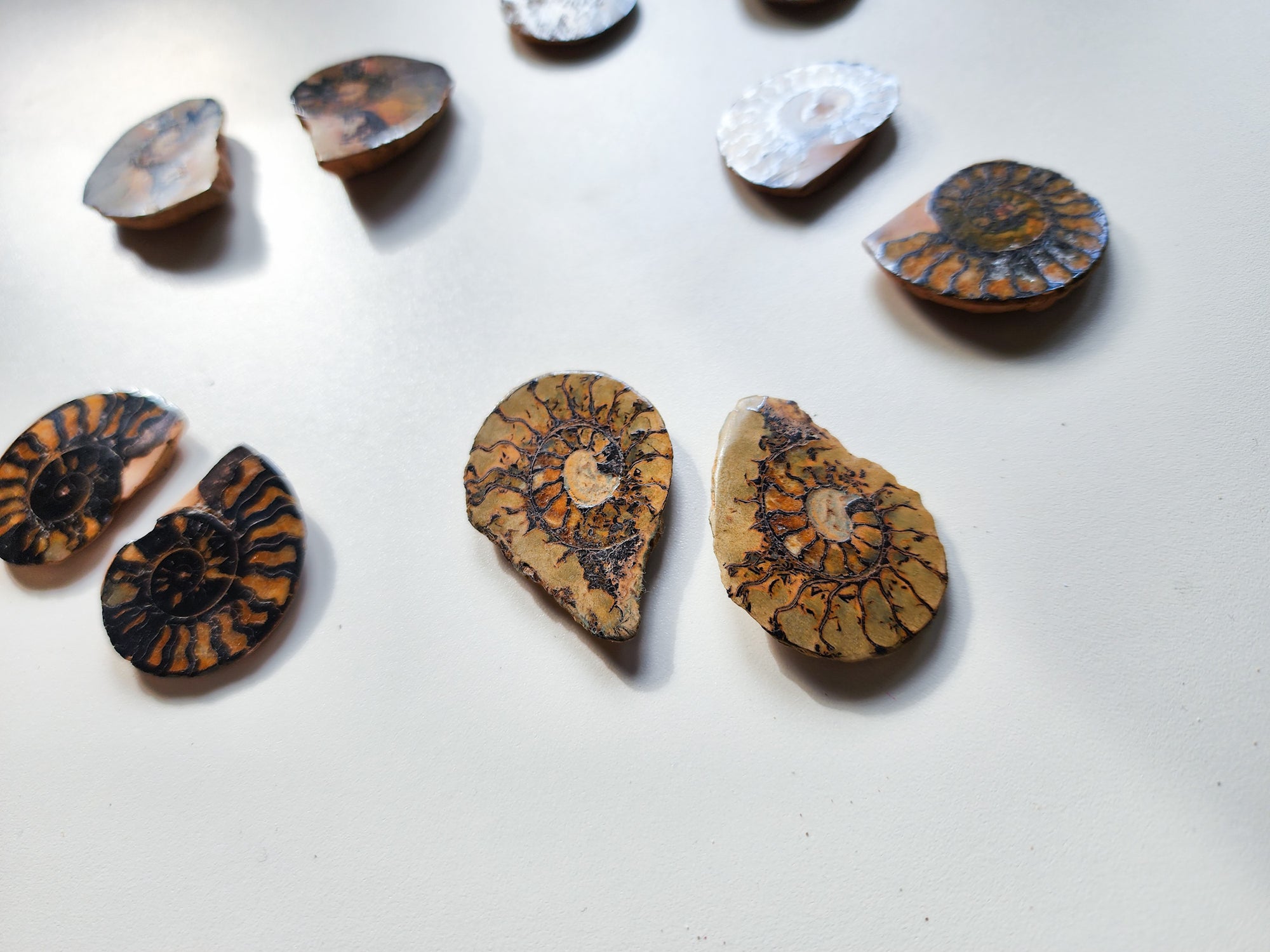 Ammonite with Hematite Fossil Pair