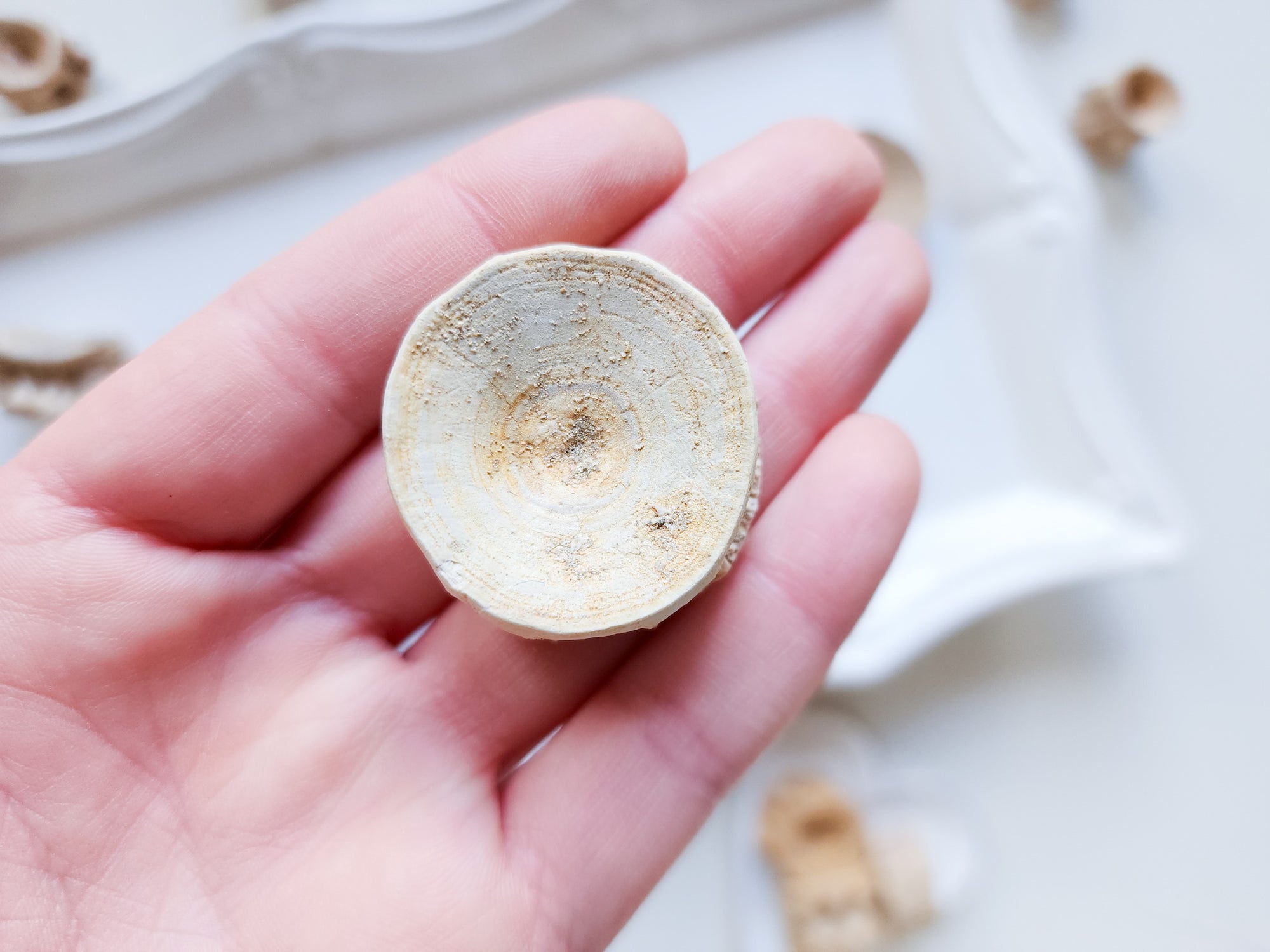 Fossilized Shark Vertebrae - Morocco