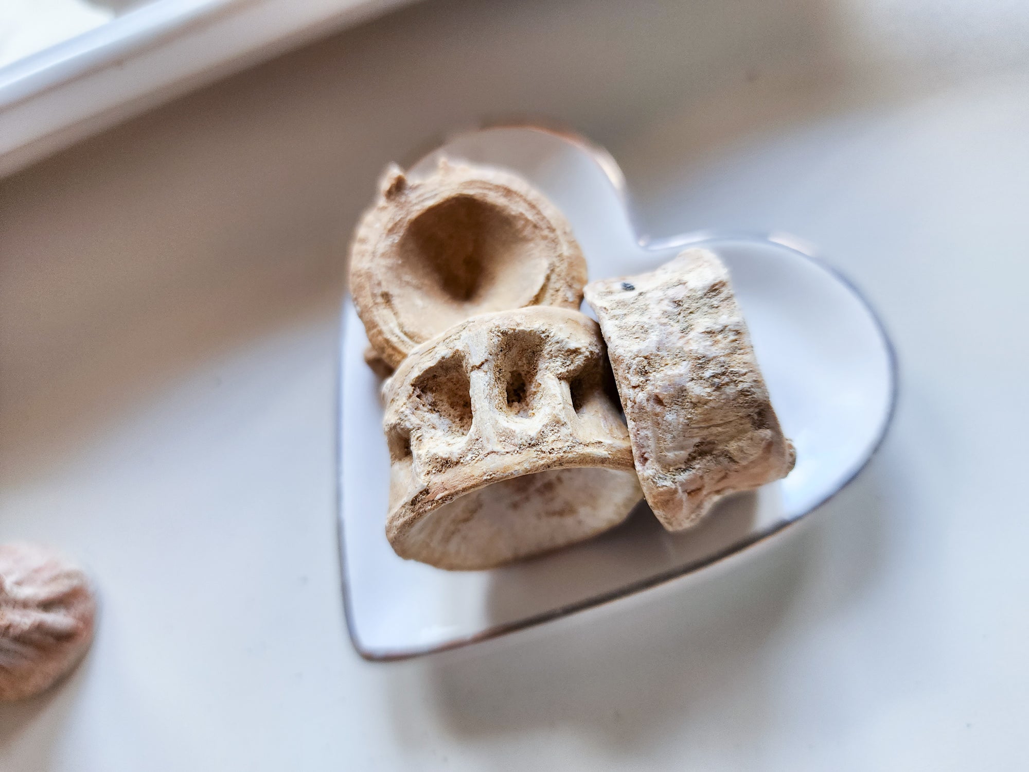 Fossilized Shark Vertebrae - Morocco