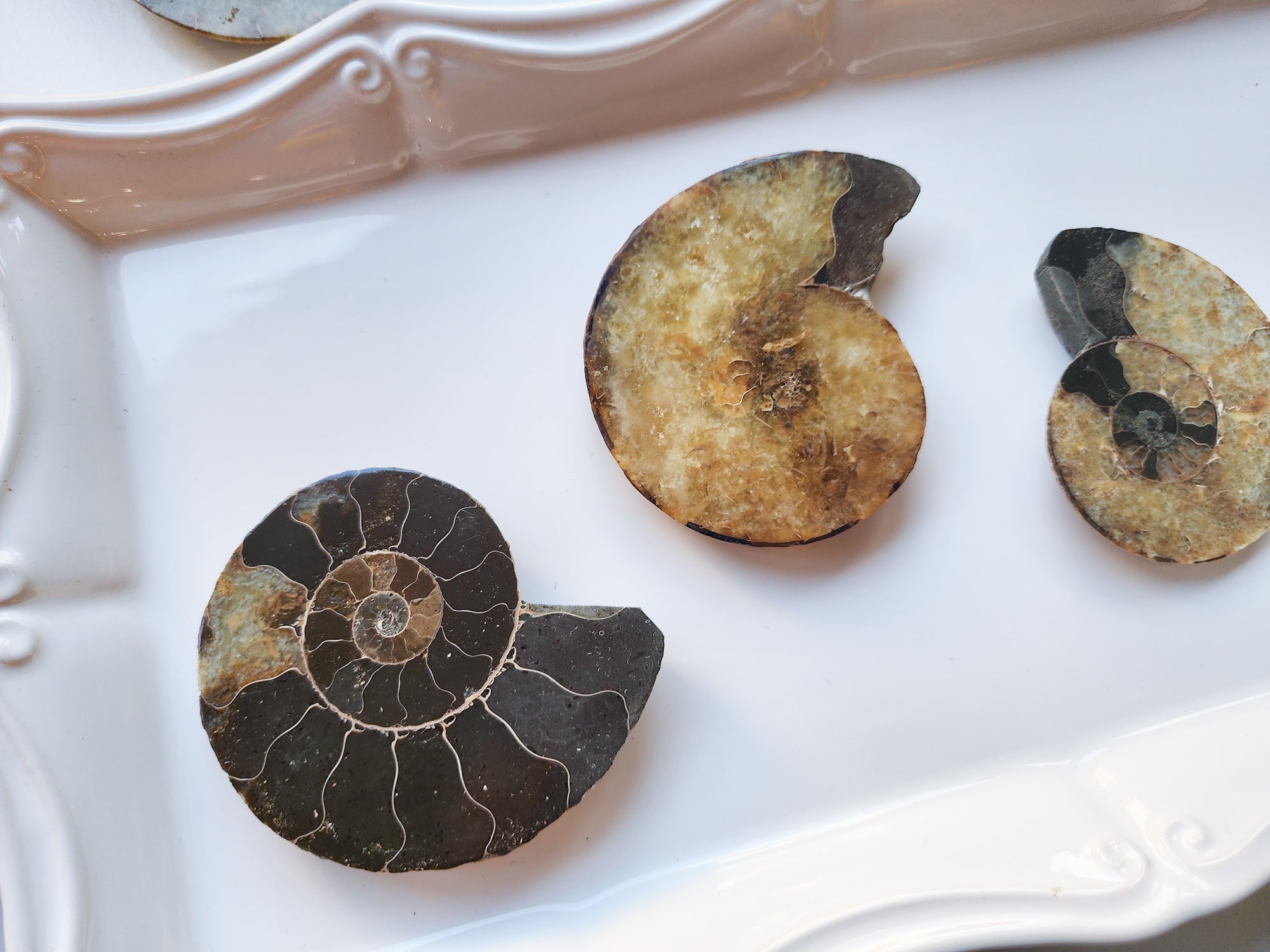 Opalescent Ammonite Half