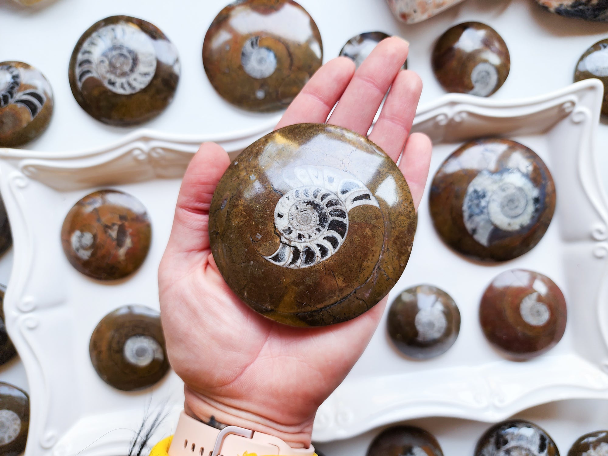 Ammonite in Matrix Orthoceras UFO Round Palm Stone