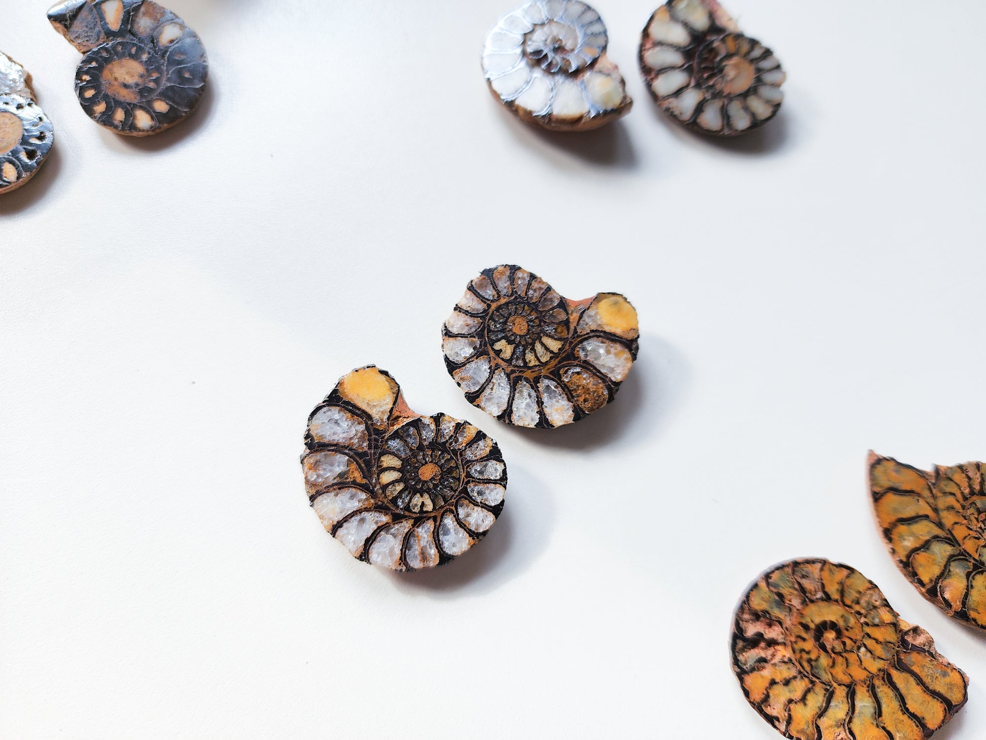 Ammonite with Hematite Fossil Pair