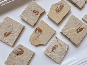 Shrimp Fossil || Hjoula Lebanon