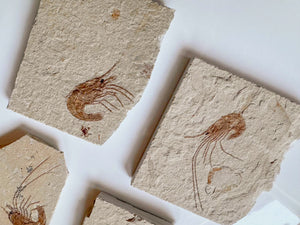 Shrimp Fossil || Hjoula Lebanon