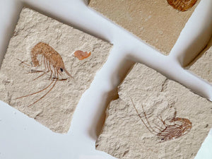 Shrimp Fossil || Hjoula Lebanon